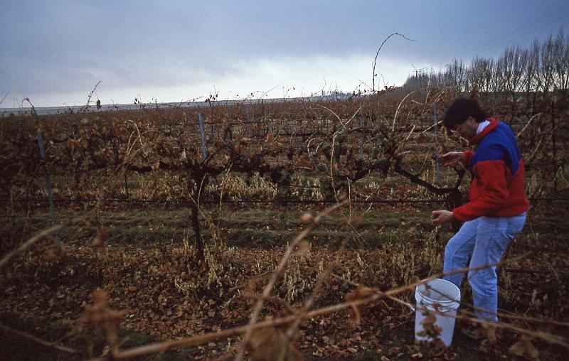 1996-10 Late Harvest Picking 02 Ben Smith.jpg